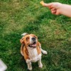 Exclusively Dog Cookies Best Buddy Bones Peanut Butter Flavor Training