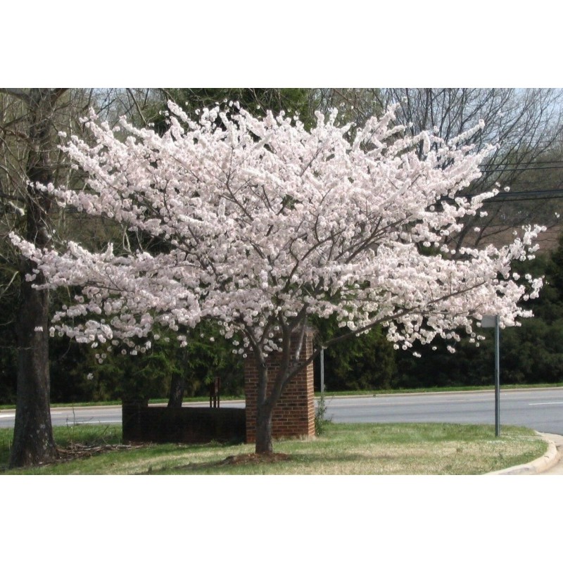 Tree 3 Pack of Cherry Trees: one Kwanzan Cherry Tree,