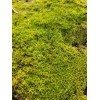 Live Star Moss, Live Plants, Healthy, Reptiles, Dart Frog, Vivarium