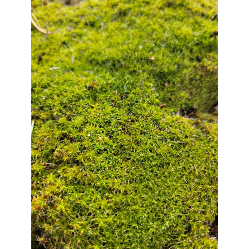 Live Star Moss, Live Plants, Healthy, Reptiles, Dart Frog, Vivarium