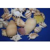 Salty Pelican Large Seashells Display MIx