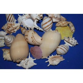 Salty Pelican Large Seashells Display MIx
