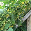 RAISE ME UP: Seeds Cucumber Titus F1 for Pickling Open-Pollinated