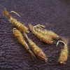 FRONTIER FLY COMPANY FLY FISHING FLIES NYMPH HARES EAR OLIVE