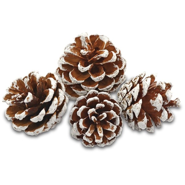 EDZARD Decorative Pine Cones, White, Size 50-90 mm, 600 ml
