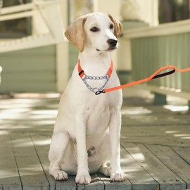 Pimaodog Martingale Dog Collar with Stainless Steel Chain, Martingale Collar with Reflective, Adjustable for Medium Large Dogs (M, Orange)