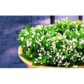 White Jasmine Seeds 30 Pcs Gardenia Cape Jasmine Jasminiodes White Aromatic Flower Floral Seeds