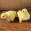 Pack of 2 Realistic Yellow Furry Baby Chicks Lifelike Fur