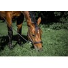 Horse Halter for Goleygo System, Brown/Light Blue, Cob