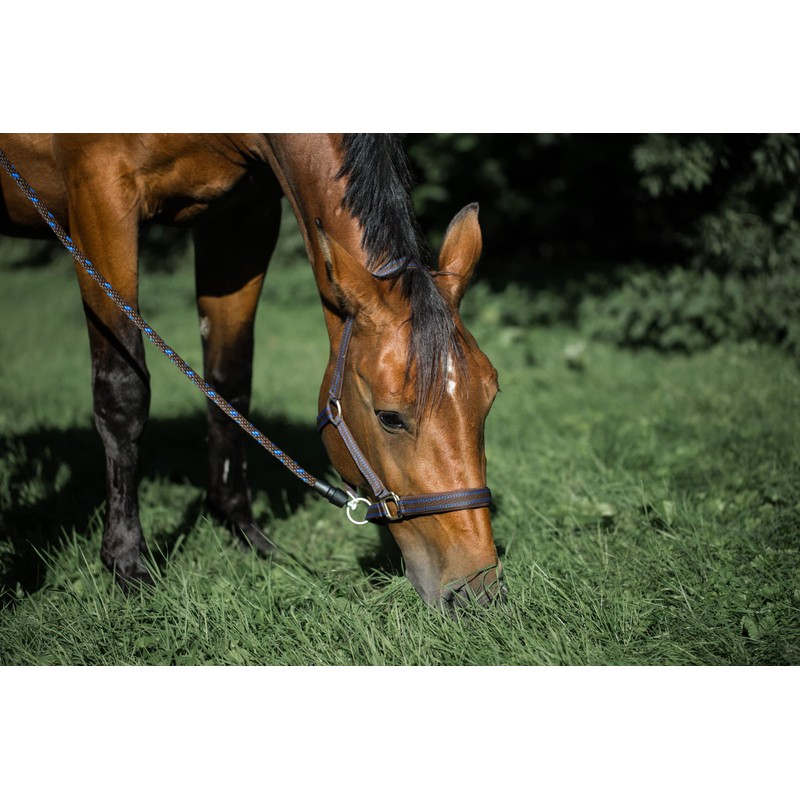 Horse Halter for Goleygo System, Brown/Light Blue, Cob