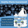 Blueberry Fertilizer for Acid Loving Fruit and Berry Gardens, Liquid