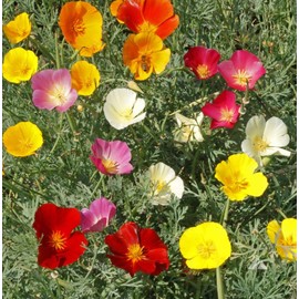 Seeds4planting - Seeds California Poppy Mix Eschscholzia Annual Flowers for Planting
