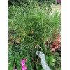 Nile Queen Papyrus | 3 Live Plants | Cyperus Shade
