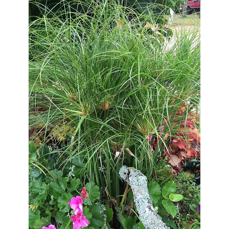 Nile Queen Papyrus | 3 Live Plants | Cyperus Shade