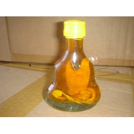 Real Cobra Snake in a Small X O Glass Bottle 4 Inch Tall