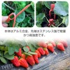Plant Support, 150 Pieces, Runner Pins, Gardening Clips, Plant Fixing,
