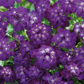 Mixed Candytuft Seeds for Planting - 2000+ Non-GMO & Heirloom Candytuft Seeds Beautiful Flower Seed Attracts Pollinators