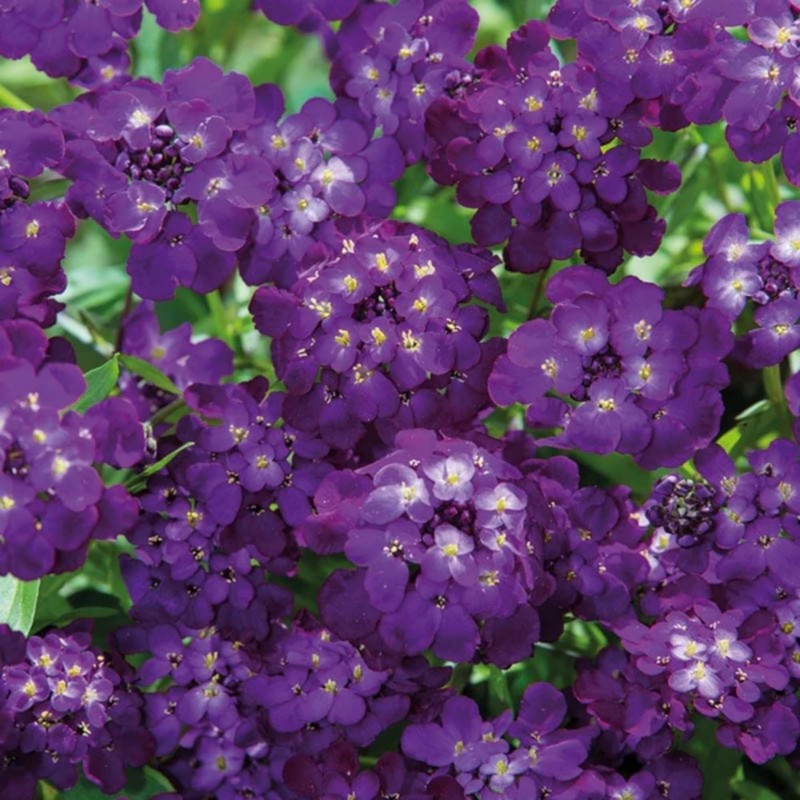 Mixed Candytuft Seeds for Planting - 2000+ Non-GMO & Heirloom