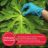 2.6oz Dried Papaya Leaves, 100% Natural Leaves, Papaya Leaf Tea,