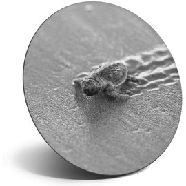 Destination Vinyl ltd Magnet for Refrigerator, Fridge BW - Cute Baby Sea Turtle Turtles for Office, Cabinet and Whiteboard, Magnetic Stickers, 38880
