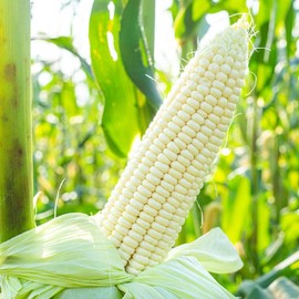 David's Garden Seeds Corn Sweet Stowell's Evergreen 100 Non-GMO, Heirloom Seeds