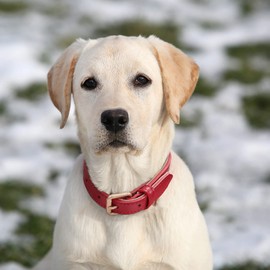 JASGOOD Leather Dog Collar for Small Medium Large Dog Adjustable Soft Breathable Leather Padded Puppy Collar with Alloy Buckle Heavy Duty Waterproof Classic Dog Pet Collar, Red, XS