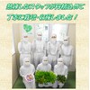 [No Need to Wash Vegetables] 6 Items "Random Set" Super