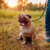 LWBMG Real Leather Slip Lead Dog Leash, Thin Lightweight Adjustable