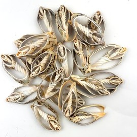 Heyiwell 20PC Center Cut Bat Volute Seashells for Shellcraft Home Decor 2.25"~3" Inch