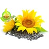 Todd's Seeds Black Oil Non-GMO Sprouting Sunflower Seeds Chemical Free