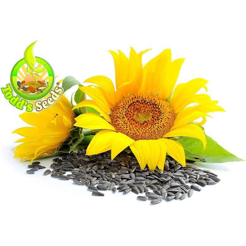 Todd's Seeds Black Oil Non-GMO Sprouting Sunflower Seeds Chemical Free