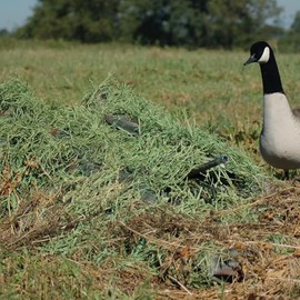 Avery Killerweed Layout Blind Kit - Blind Covering Material (Winter Wheat)