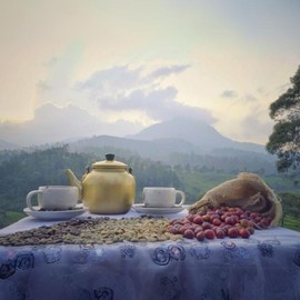 Kaya Kopi Premium Kopi Luwak From Indonesia Wild Palm Civets Arabica Coffee Beans (Kopi Honey, 0.88 Ounce (Pack of 1))