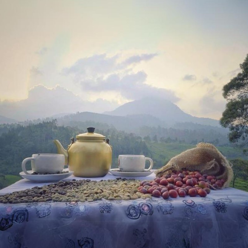 Kaya Kopi Premium Kopi Luwak From Indonesia Wild Palm Civets