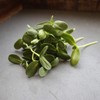 Whole Sunflower Sprouting Seeds: 5 Gram Packet ~250 Seeds -
