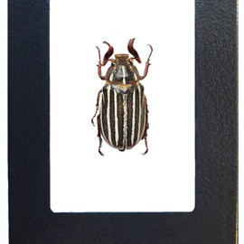 BicBugs Polyphylla 10 Lined June Bug Scarab Beetle Arizona USA Framed