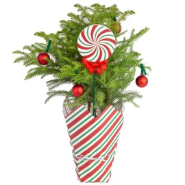 Costa Farms Live Christmas Tree, Small Norfolk Island Pine Tree in Nursery Plant Pot, Potting Soil, Indoor Tree Decor, All Seasons Tabletop Holiday Home or Room Decor, 10-12 Inches Tall