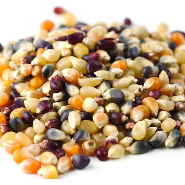 Bulk Non-GMO Rainbow Popcorn, 3.5 Lb. Bag