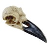 Corvus Alchemica Raven Skull by Alchemy