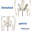PHYSIQUE Mini Human Skeleton Model - Human Body Skeleton, Perfect