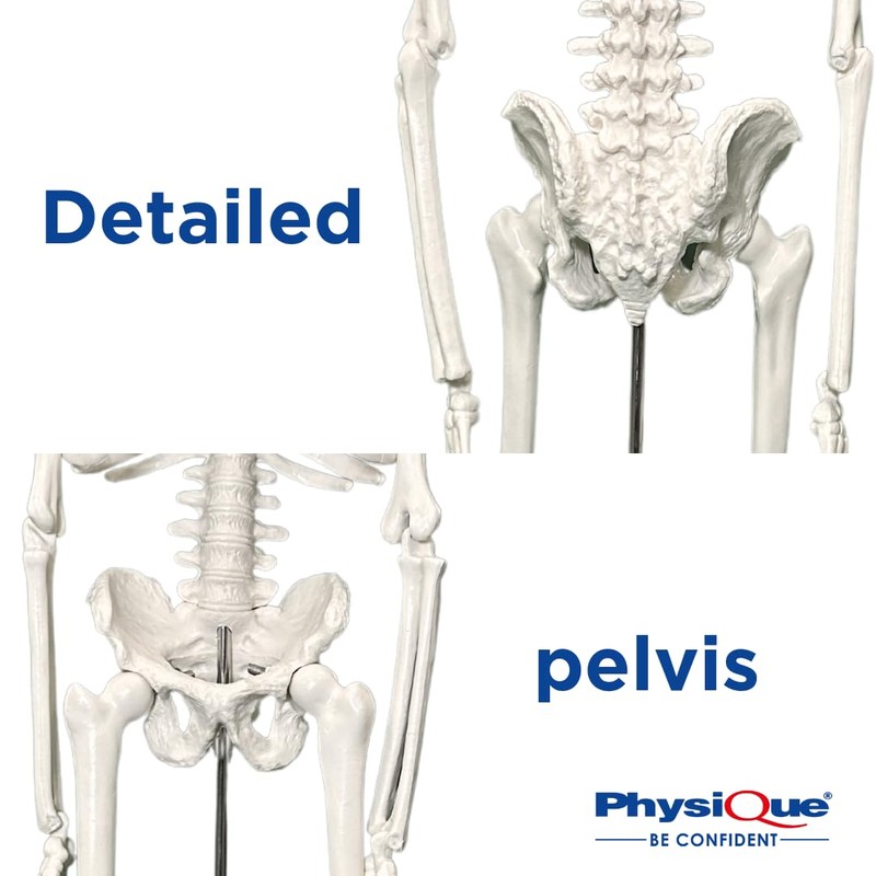 PHYSIQUE Mini Human Skeleton Model - Human Body Skeleton, Perfect