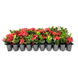 Ixora Dwarf Red | 10 Live Plants | Ixora Coccinea | Flowering Shrub for Garden | Tropical Ornamental Plants