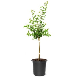 Black Plum Tree, Deep, Dark Plum with Rich Flavor Perfect for Fresh Eating, 2-3 ft Tree Height, 5 gal. Grower Pot (Due to Agricultural Laws, we Cannot Ship to CA, AZ, AK, or HI)