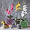 Lanccona Orchid Pot, 7 Inch 8 Pack Orchid Pots with