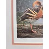 Daniel Smith Australian Plumed Whistling Duck Hand Signed Framed Art