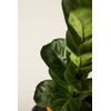 Fiddle Leaf Fig Tree Plant Food - Fertilizer Granules Feed