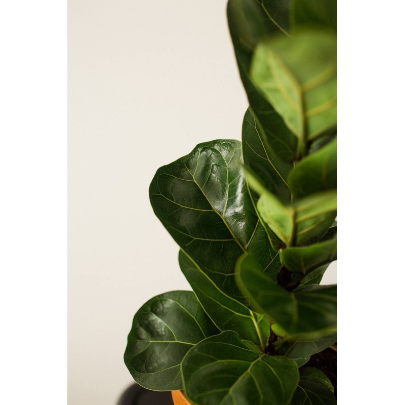 Fiddle Leaf Fig Tree Plant Food - Fertilizer Granules Feed