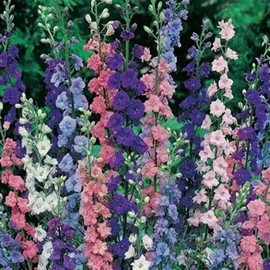 Butterfly & Bees 8x1: Busy Lizzie/Larkspur/ScentedStock/Foxglove/Agastache/Forget-me-not/Lavander/Poppy