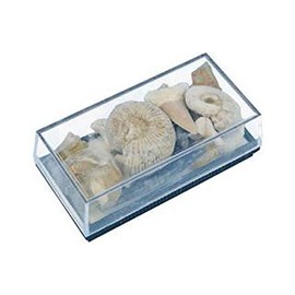 fossil box assorted fossil