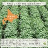 Marche Pure Black Bean Tea Pack, 0.1 oz (3 g)